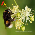 Miel d&#39;abeille pur tilleul peu mature